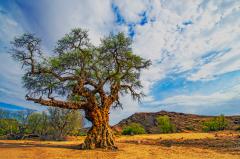 The Old Tree - Leigh Hall