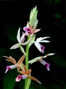 The Orchid - ... ...