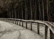 The fence - Maureen Rogers