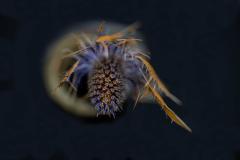 Thistle - Rod Carter