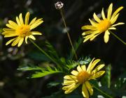 Three Yellow Flowers - Norman Wong