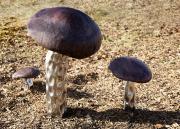 Toadstools - Margaret Frankish