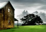 Tocal tree DSC0201 Dec07 - ... ...