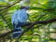 Topknot Pigeon - Donald Gould