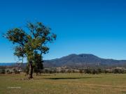 Towards Belltrees - Donald Gould