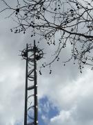 Tower and tree - Maureen Rogers