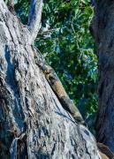 Tree-hugger - Janice Gursanscky