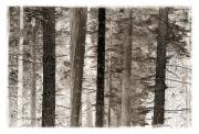 Tree Patterns-gigapixel-hq-scale-2 00x - ... ...