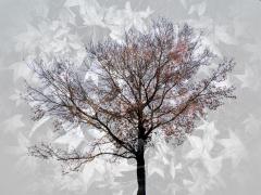 Tree Patterns - Jan Glover