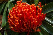 Tree Waratah - Guy Machan