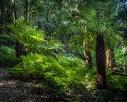 Tree fern  200905 53029 - Donald Gould