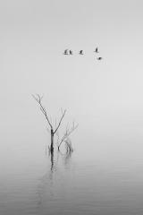 Tree in the Lake - Nigel Streatfield