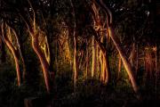 Tree light - Strat Mairs