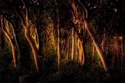 Tree light - Strat Mairs