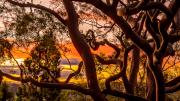 Tree sunset - Strat Mairs