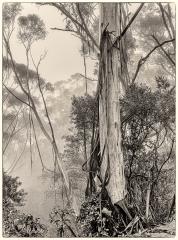 Trees in the Mist - Steve Mullarkey