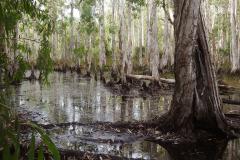 Trepang Creek - Kay Hill