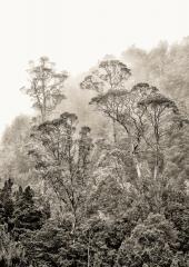 Tress in the Mist - Steve Mullarkey