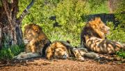 Trio-of-Lions - Elaine Seaver