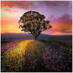 Tulip field - Hemant Kogekar