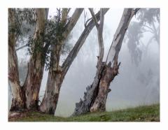 Tumut Fog - Dawn Zandstra