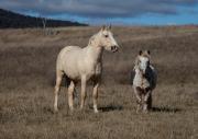 Two Equine Friends - Michael Hing