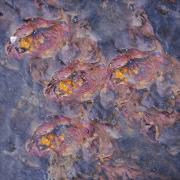 Underwater Rock Art - Janice Gursanscky