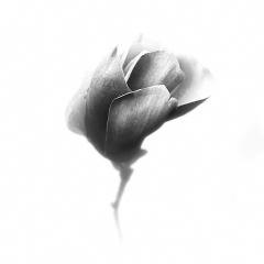 Unfolding - Fran Brew