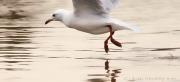 Untitled BHandley - ... ...