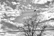 Urban-Environment - ... ...