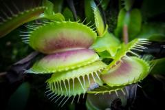 Venus Flytrap - Leigh Hall