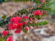 Verticordia grandis - Heather Miles