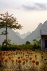 Vietnamese Fields - Dawn Zandstra