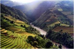 Vietnamese rice terraces  - Dawn Zandstra