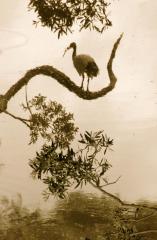 Viewing the World - Beryl Jenkins