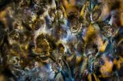 Voices of the dammed - ... ...