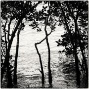 Mangroves - Dawn Zandstra