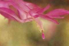 WINTER CACTUS - Maureen Rogers