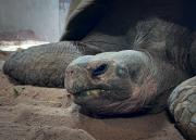 Wandering the Zoo - Hello There - Margaret Frankish