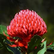 Waratah - Carol Abbott