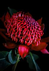 Waratah Brilliance - Gail MacDiarmid