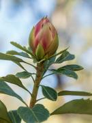 Waratah in bud  190825 44732 - Donald Gould