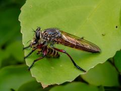 Wasp and bee - Hemant Kogekar
