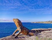 Water Dragon P1011838 DxO - Christo van Rensburg