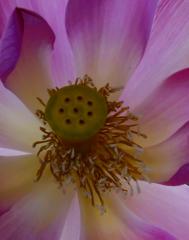 Water Lilly - Alan Sutton