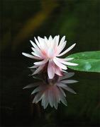 Water Lily - ... ...