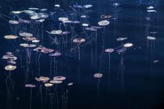 Water Reeds Rainbow Lake - Jan Glover