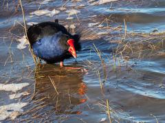 Water bird - Judy Watman