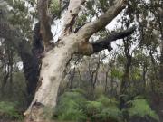 Watercolour Trees - Fran Brew