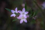 Wax flower- (1 of 1) - Guy Machan